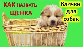 Как назвать собаку. Как выбрать имя собаке или щенку. Клички собак.