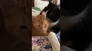 А с чего начинается Ваше утро?😸How does your morning begin? #shorts #jokes #приколы