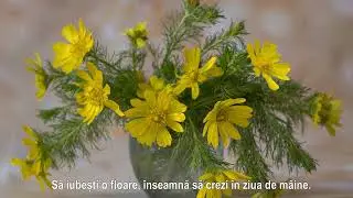 O FRUMOASĂ ZI DE PRIMĂVARĂ