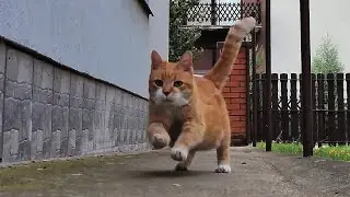 How Fast My Senior Munchkin Cat Can Run