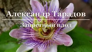 Александр Тарадов - Запретный плод