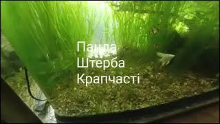 Трохи про подальші плани