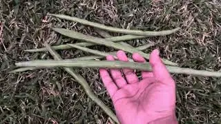 Drumsticks On Moringa Trees Look Like Ornaments #beautifulview #moringatree #drumsticks