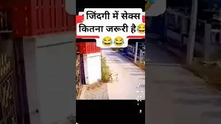 funny dog style 