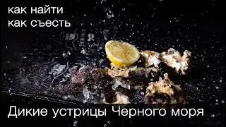 Черноморские устрицы. Где живут? Как найти? С чем съесть?