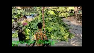តើបារីកើតមកពីអ្វី? តោះមកទស្សនា ការច្នៃថ្នាំជក់របស់ខ្មែរដំបូង!...