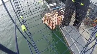 Crabbing LIVE STREAM!!!