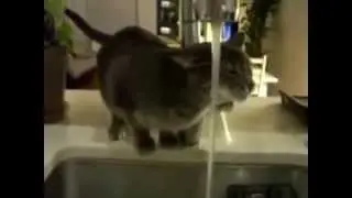 Коты непоседы