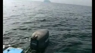 Sharks off the coast of Girvan.