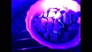 Янтарь..Как выглядит под Ультрафиолетом в полной темноте.