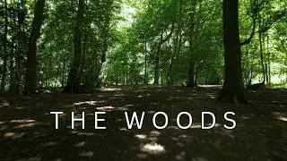 Forest - A Short Cinematic Drone Film - DJI Mini 3 Pro
