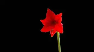 flower opens
