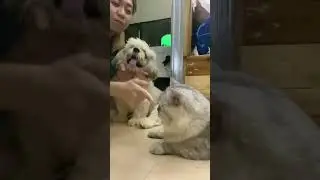 How long they can take the boop? 🥹 AHAAAHAHA