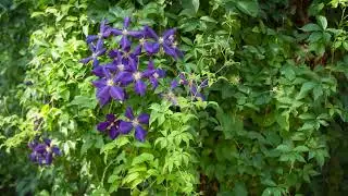 Creating a Wonderland With Virginia Creeper