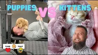This vs That: Puppies vs Kittens