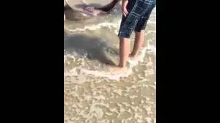 Shark at OBX
