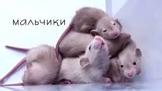 Малыши. Крысята Дамбо