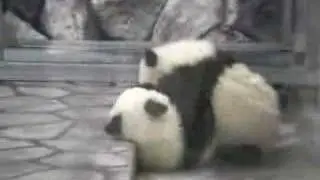 Panda Fight