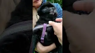 Тема (померанский шпиц)