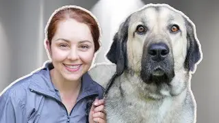 Grooming a huge working Kangal Dog that will absolutely melt your heart