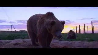 Moment of Sanctuary - The Wild Is