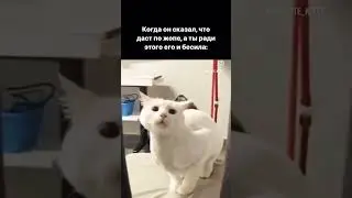 когда он сказал что даст по жопе #котики #ламбада