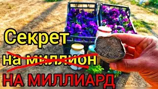 НАРАБОТАННАЯ СХЕМА НА МИЛЛИОНАХ РАССАД. Кальциевая селитра моё главное оружие, ПЕРЕДАЮ БОЛЬШОЙ ОПЫТ.