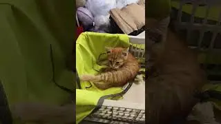 Кот чудом остался жив, продолжение к предыдущему видео