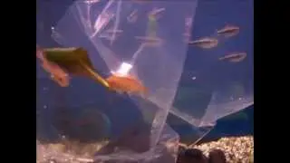 LLEGADA PECES 06-03-2013