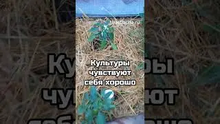 Как избавиться от сорняков #мульча #огород #дача