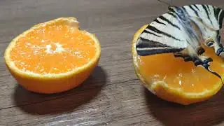 Появление бабочки 🦋 из кокона