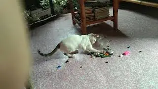Pusang marunong mag football gamit Ang nahuling daga