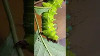 КАК ВЫКОРМИТЬ ГУСЕНИЦ САТУРНИИ ГРУШЕВОЙ Saturnia pyri, Saturniidae. How to Breed Giant Peacock Moths
