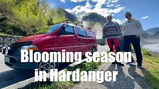 Vantrip during the blooming season in Hardanger, Norway