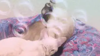 Любовь Анфисы