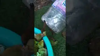 Приманка для испанских слизней
