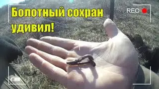 Находки с болот, иногда удивляют.Коп 2020 с xp deus.