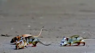 Cat's Home - Mouse Chasing Videos for Cats with Sound