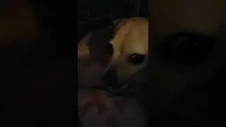 The Angry Chihuahua