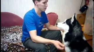 Тренировка собаки на концентрацию