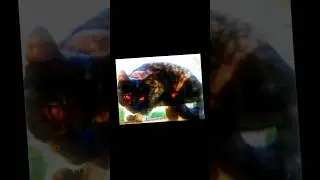 Пестроспинка|Эдит|Коты воители.