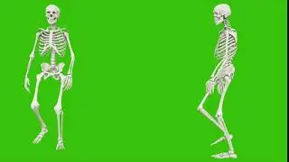 Free footage. Skeleton walk. Seamless loop animation on green screen.