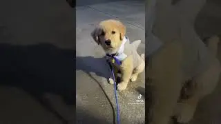 They grow up so fast🥹 #goldenretriever #dogmom #goldenretrieverpuppy #cutedog #dog #puppy