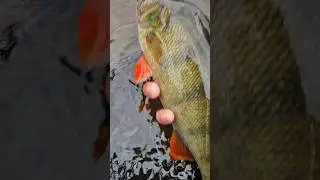 #perch #fishing #handmade #lure #youtube #shorts #youtubeshorts