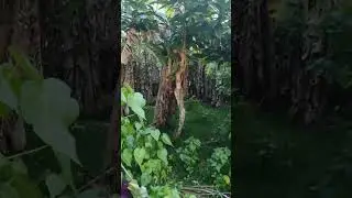 Олин подкаст: как на нашем на пляжУ..)