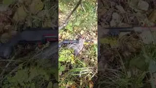 Первый рябчик в этом сезоне.))))