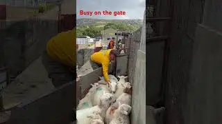Very busy on the separating gate . #sheepfarming #sheepherding #youtubeshorts #viralshortvideo