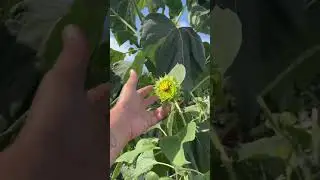 #GIRASOL DE CUATRO METROS