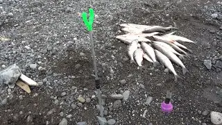 Отличный день, проведенный на рыбалке. Сиг на закидушки (донки).
