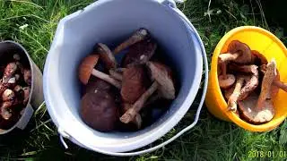 Как правильно собирать грибы!!!